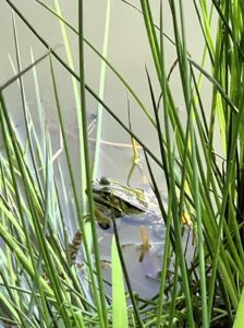 Amfibie Groene kikker poel