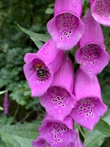 Bloem Vingerhoedskruid bij of hommel waardplant