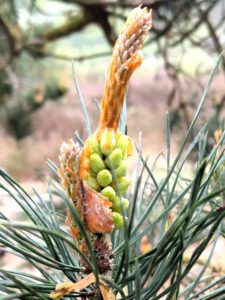 Boom grove den winter 2025