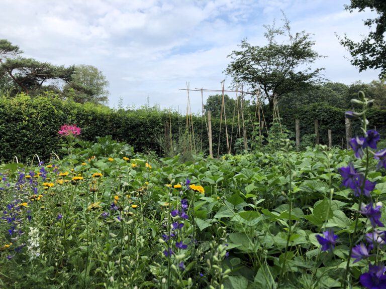 Moestuin jaar onbekend