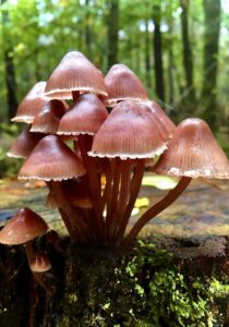 Schimmel Grote bloedsteemycena