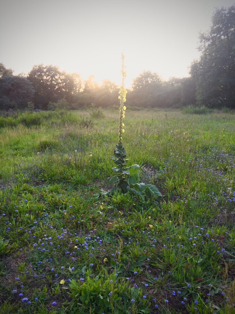 Schraal grasland met Toorts